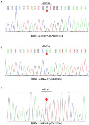 Analysis of ERBB4 Variants in Amyotrophic Lateral Sclerosis Within a Chinese Cohort